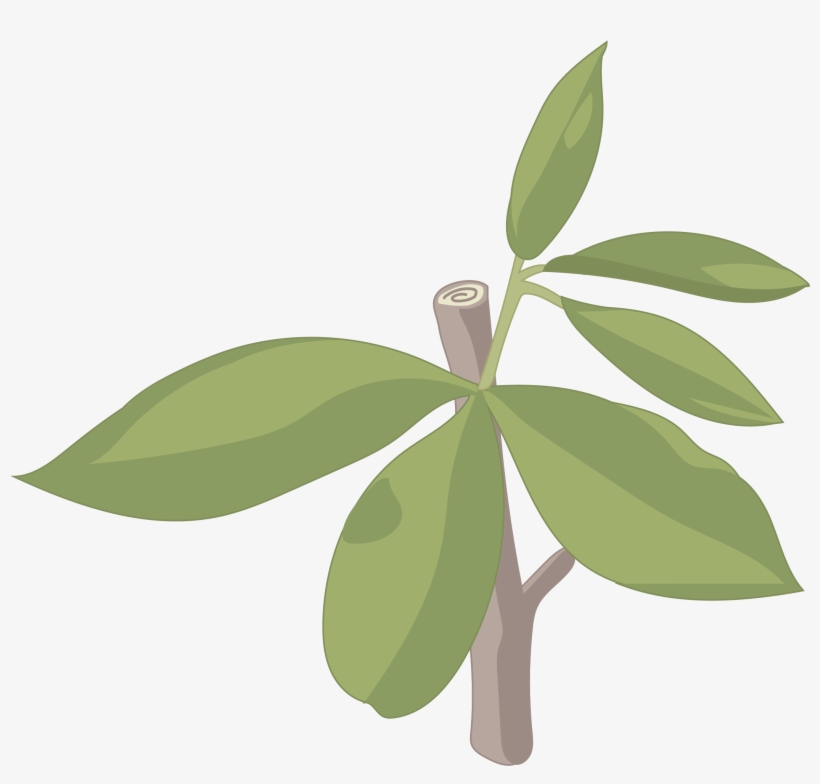 Escobón - Illustration, transparent png download