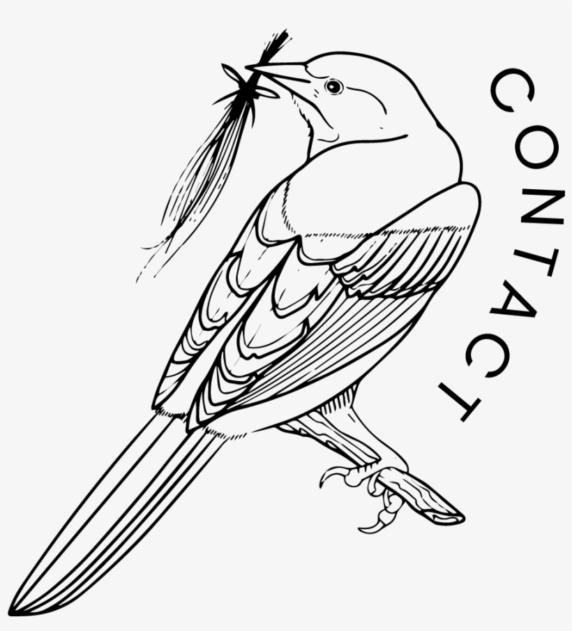 Beata Assets Nav Contact - Finch, transparent png download