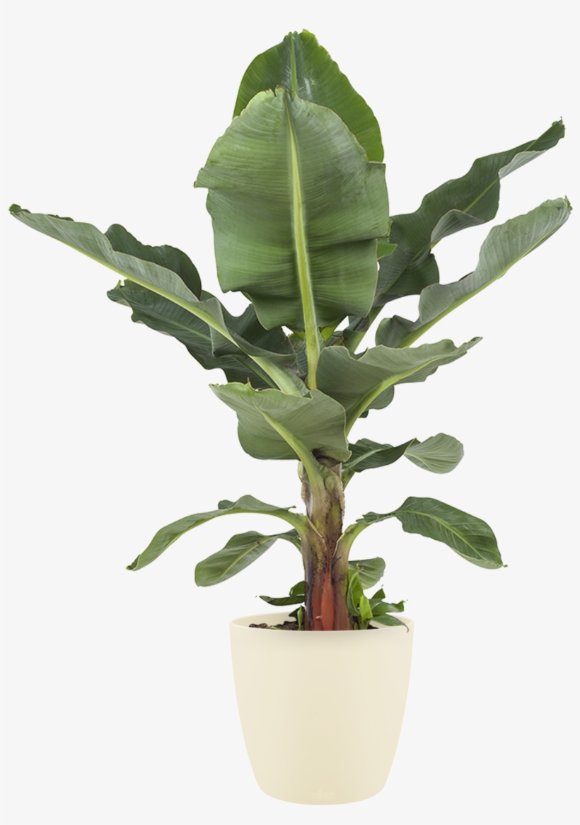 Previous - Next - Bananenplant Kopen, transparent png download