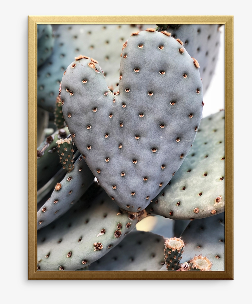 Barbary Fig, transparent png download