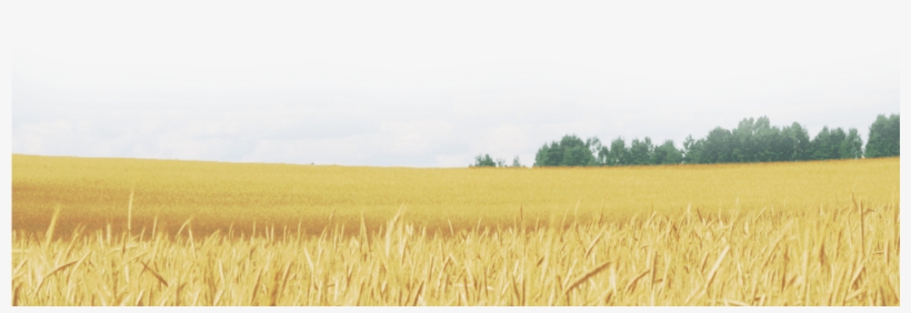 Wheat Field Png - Field, transparent png download