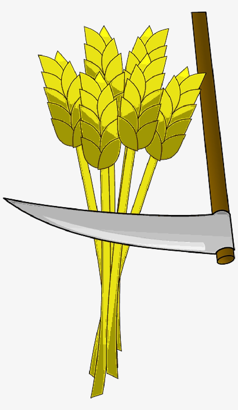 , Wheat Field - Clipart Of Harvest Wheat, transparent png download