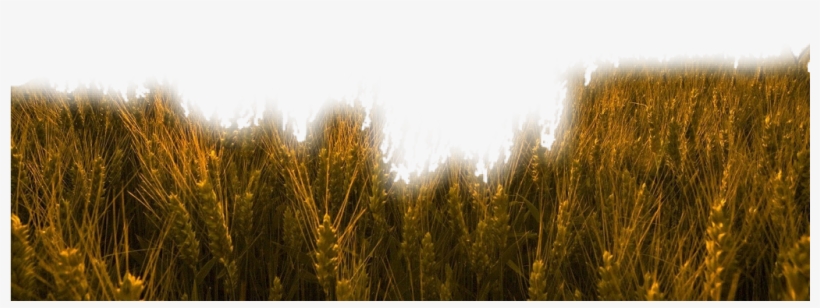 #nature #grass #wheat #trigo #field #freetoedit - Wheat Field In A Sunset, transparent png download