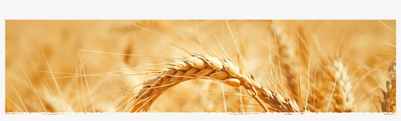 Cad Web Wheat 1800×600 - Khorasan Wheat, transparent png download