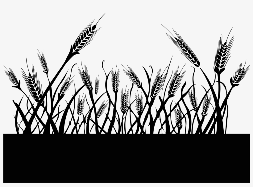 Wheat Field - Triticale, transparent png download