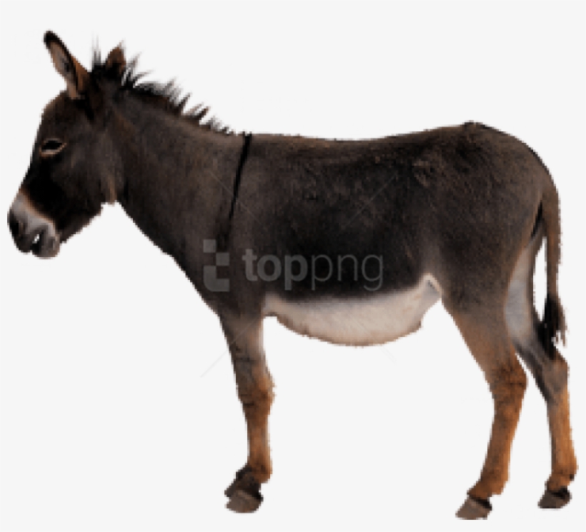 Free Png Download Donkey Png Images Background Png - Ass Png, transparent png download