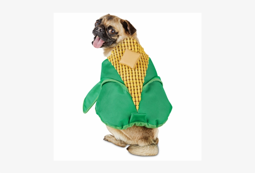 dog dressed as corn
