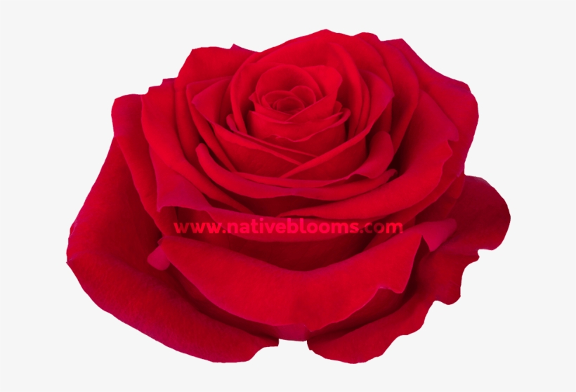 Freedom Roses - Floribunda, transparent png download