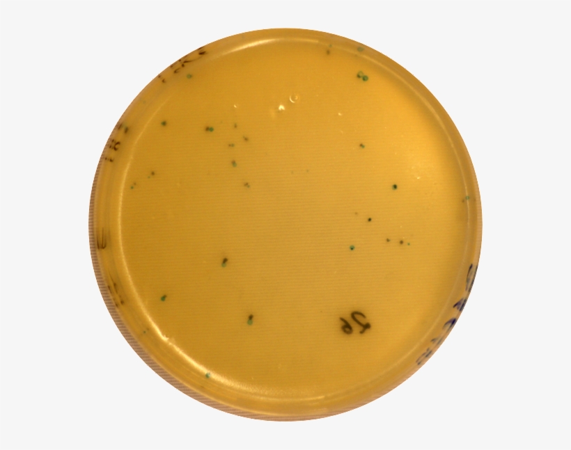 Titered Eluate - Circle, transparent png download