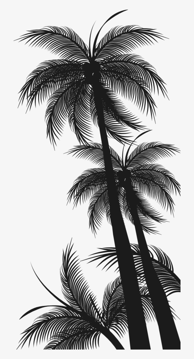 Attalea Speciosa, transparent png download