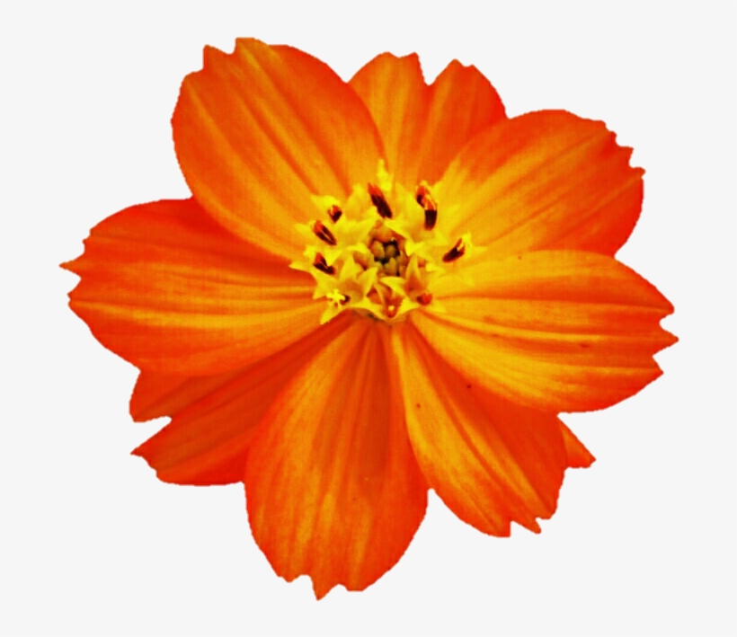 710 X 640 3 - Cosmo Flower Png, transparent png download