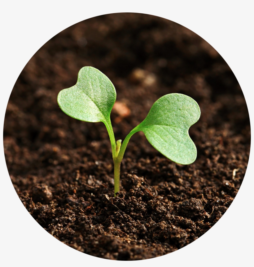 Field-858650 1920 - 植物 の 芽, transparent png download