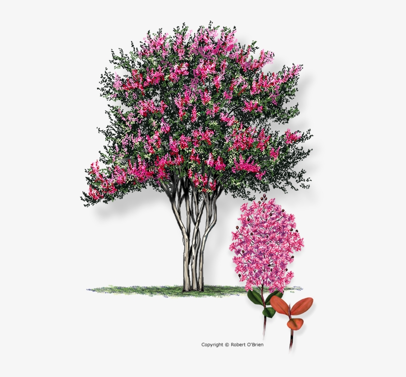 Dallas Crape Myrtle Trees, transparent png download