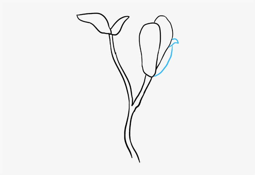 How To Draw Magnolia Flower - Magnolia Flower Drawing, transparent png download