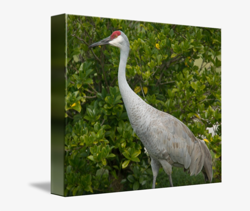 By Valerie Waters - Sandhill Crane, transparent png download