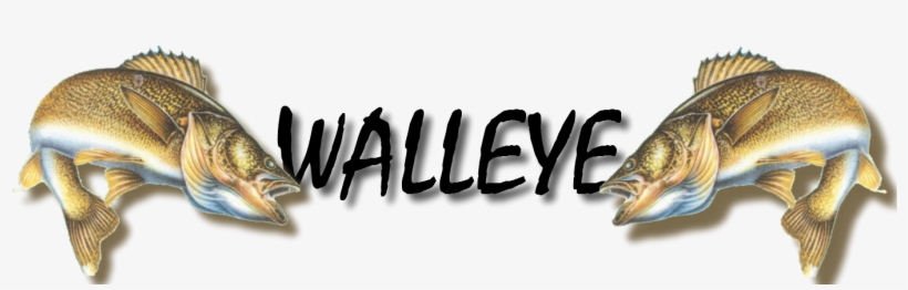 Walleye Jumper01 Teespring - Walleye Fish, transparent png download