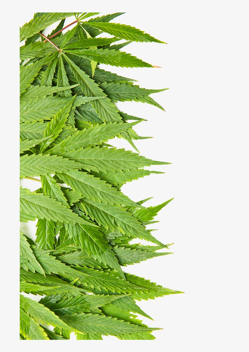 Leaves Edited - Fern, transparent png download