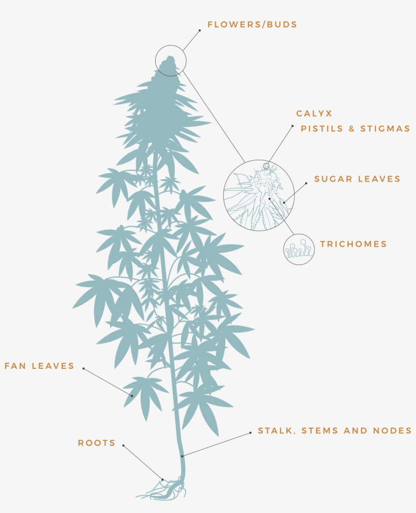 Stalk, Stems, And Nodes - Illustration, transparent png download