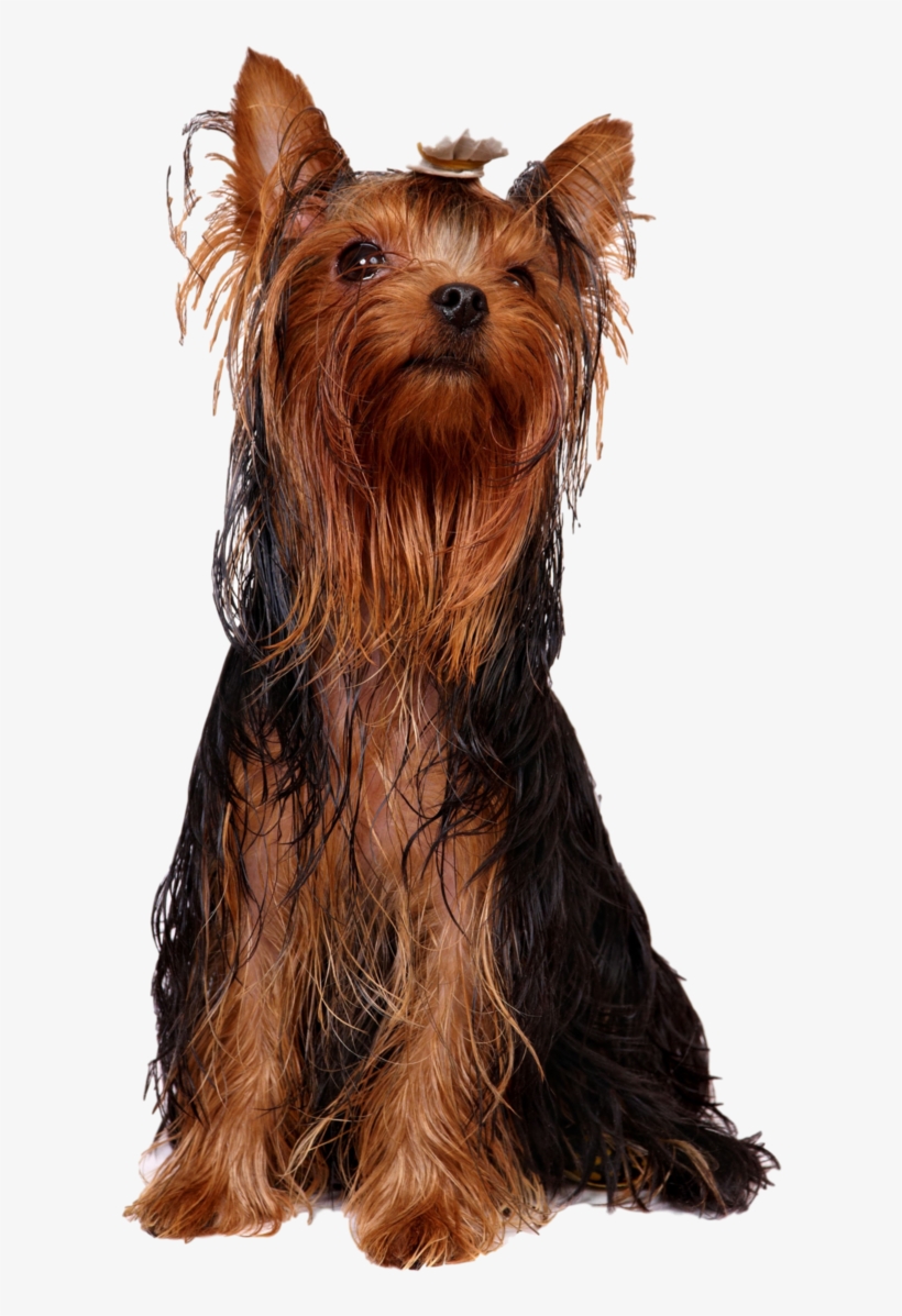 Australian Silky Terrier, transparent png download
