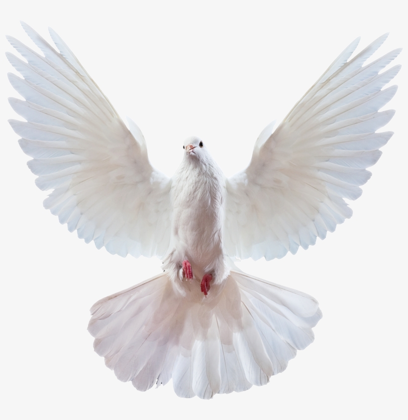 Peace Doves, transparent png download