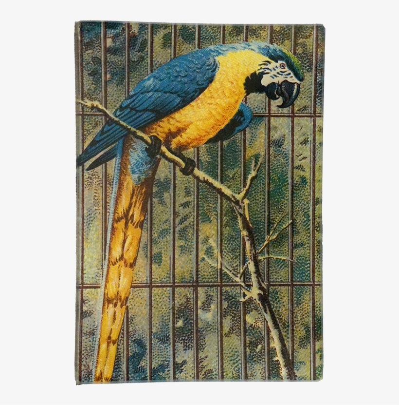 Macaw, transparent png download