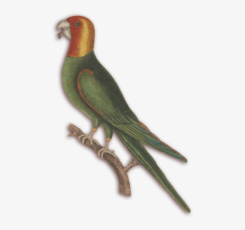 Catesby's Natural History Of Carolina, Florida, And - Budgie, transparent png download