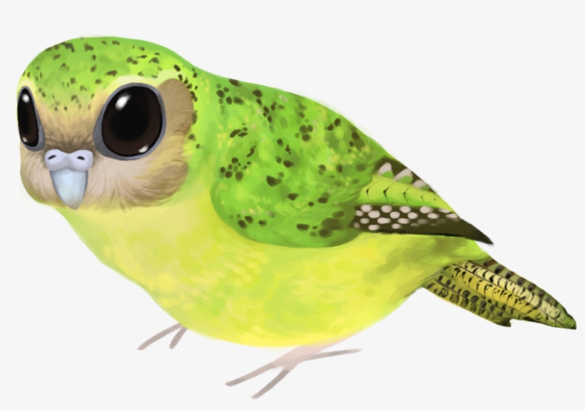 Drawn Parakeet Kakapo - Budgie, transparent png download