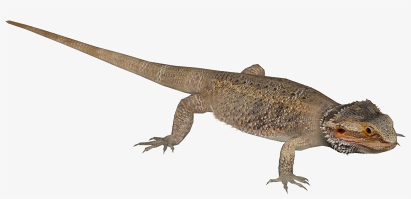 Central Bearded Dragon - Agama, transparent png download