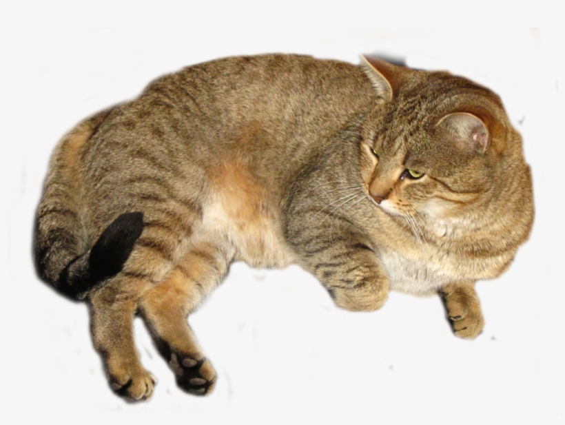 Bryson Tiller - Cat Cutout Png, transparent png download