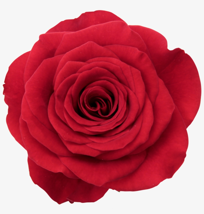 Floribunda, transparent png download