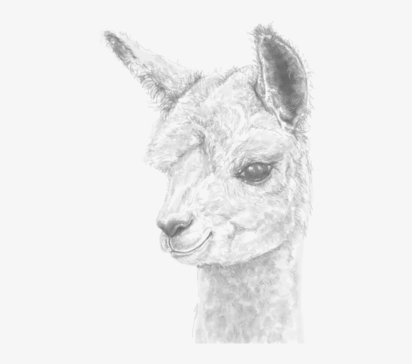 Personalized Fine Art Llamas & Alpaca Portraits Made - Llama, transparent png download
