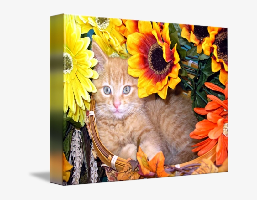 Cute Sunflower Kitty Kitten Portrait By Chantal - Tabby Cat, transparent png download