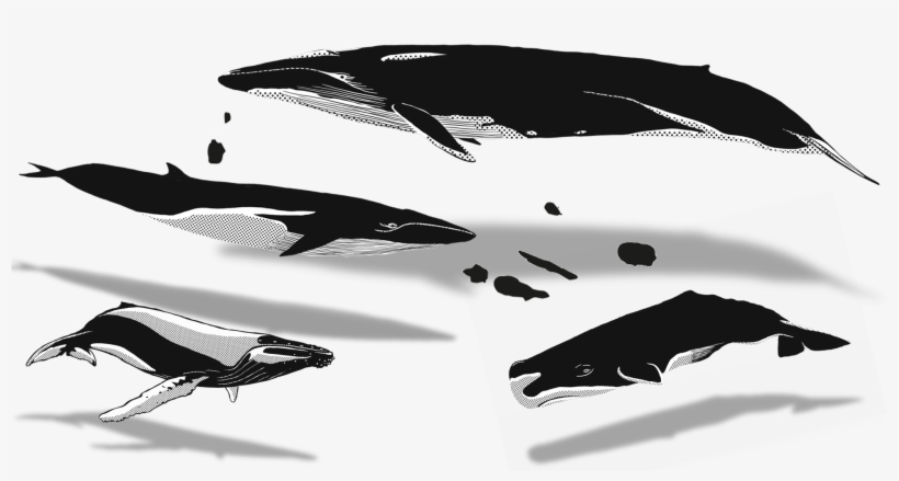 02 Apr Azores Whales Illustration - Humpback Whale, transparent png download