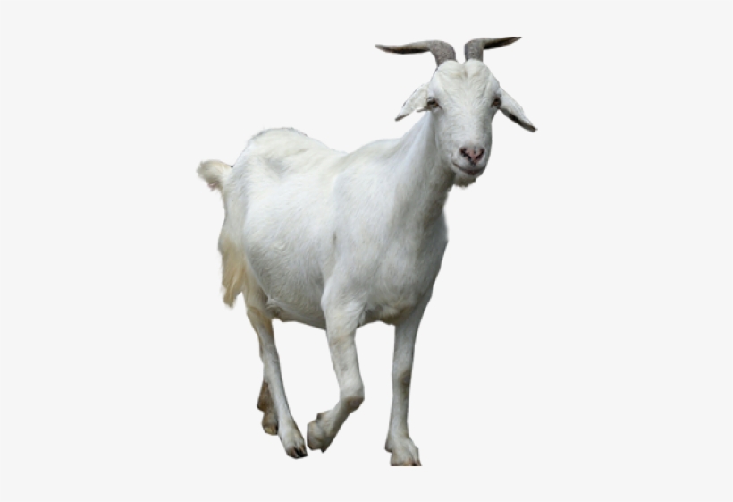 Mountain Goat Clipart Male Goat - Baker Mayfield The Goat, transparent png download