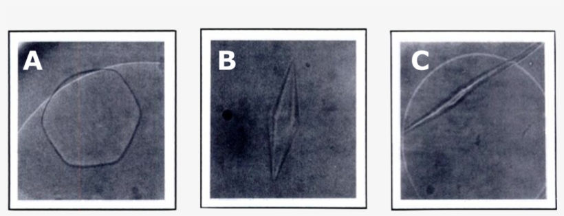 Ice Crystal Shapes And Afp Concentrations - Paper, transparent png download
