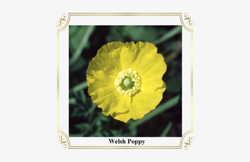 Poppy, transparent png download