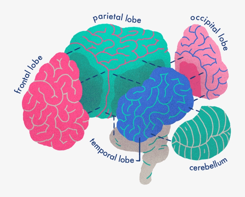 Your Brain On Stories - Illustration, transparent png download