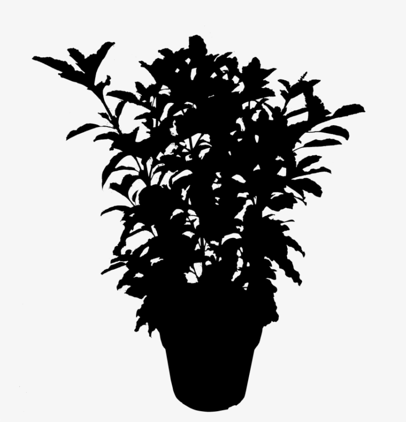 Plants Leaf Flowering Silhouette Plant Free Download - Illustration, transparent png download