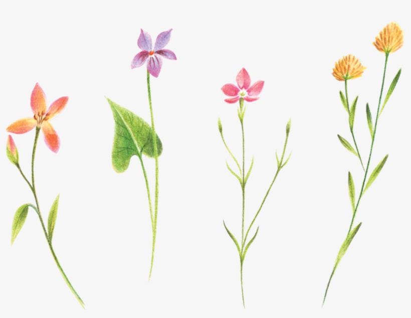 Petite Florals - Tattly, transparent png download