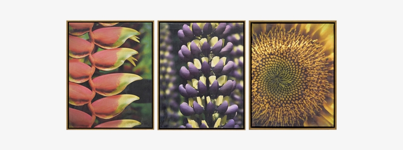 Florals Ii Pk/3 - Art, transparent png download