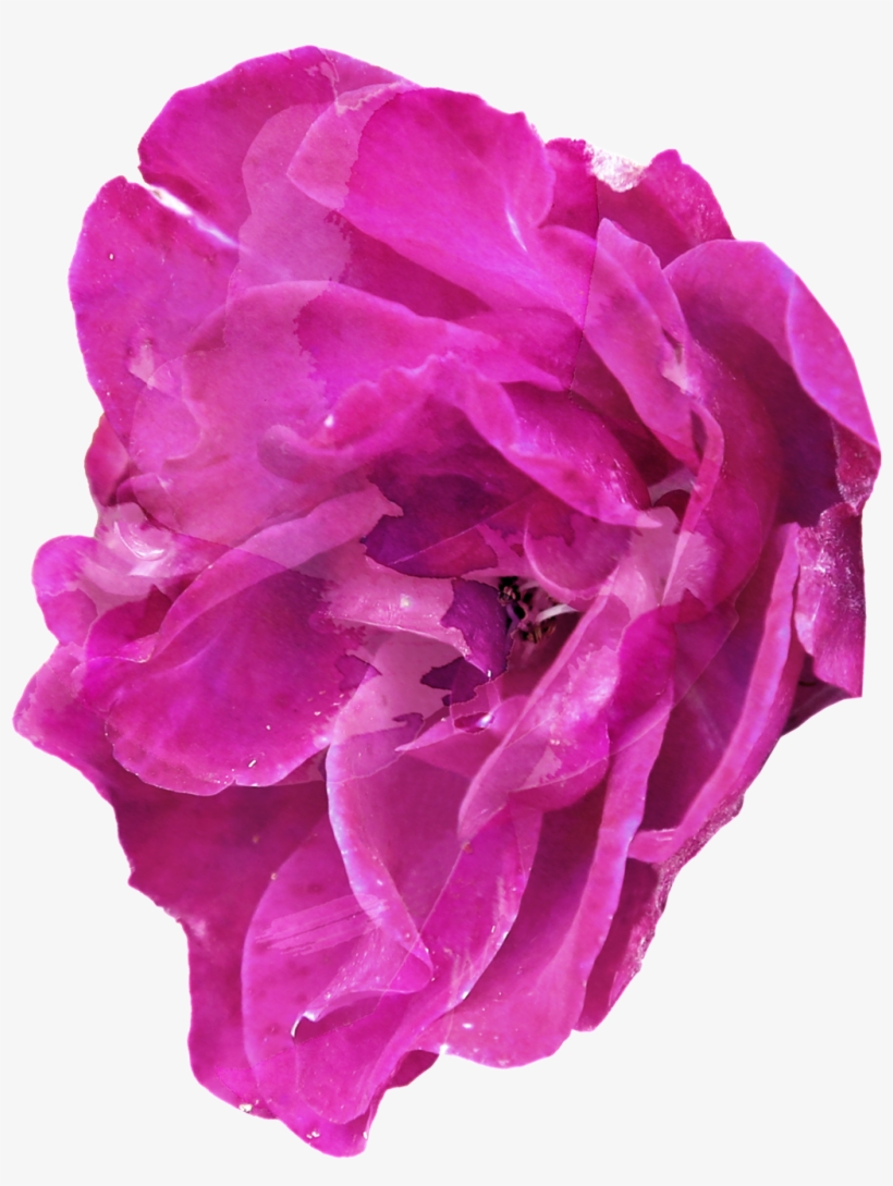 Purple Elegant Floral Transparent Decorative - Purple, transparent png download