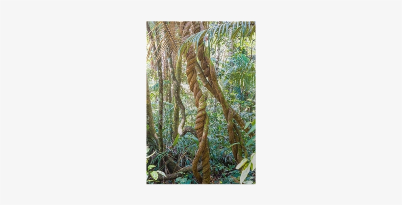 Madidi National Park, transparent png download