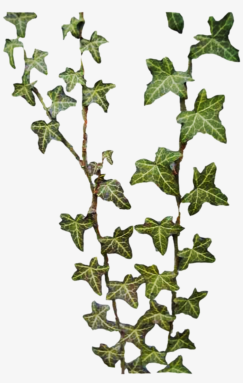 Jungle Vine Clipart - Ivy, transparent png download