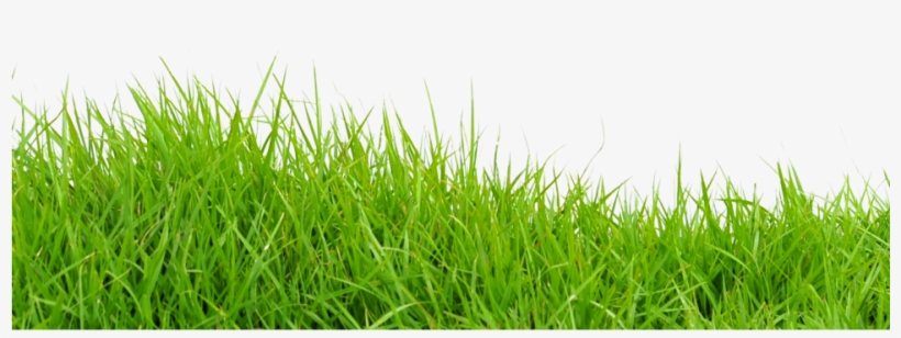Of His Neighbors Asking, “do You Need Your Lawn Mowed” - Grass Png For Photoshop, transparent png download