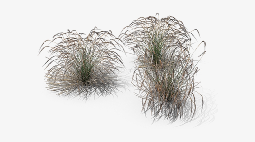 Ornamental Grasses - Stipa Png, transparent png download