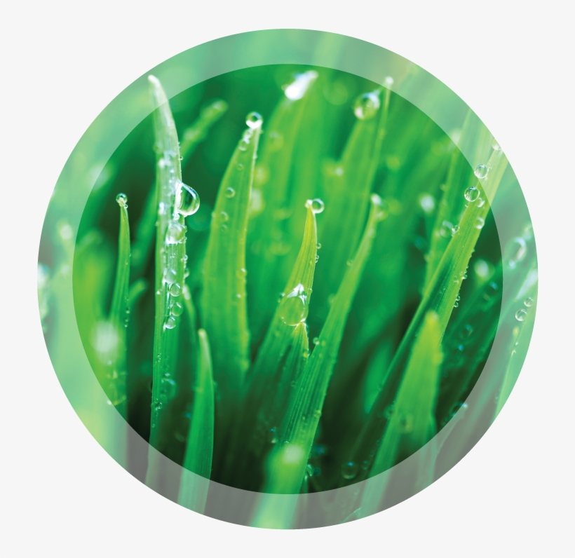 A Turf Health System - Circle, transparent png download