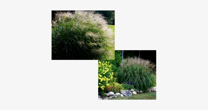 Picture - Grass, transparent png download