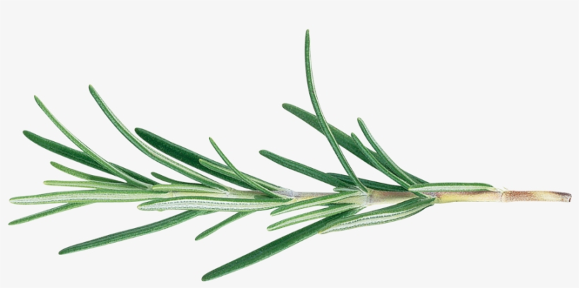 Rosmarinus Officinalis, transparent png download