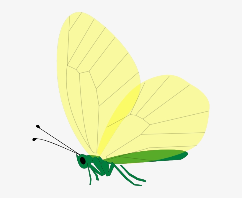 How To Set Use Yellow Butterfly Clipart, transparent png download