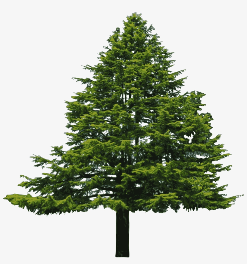Big Image - Douglas Fir White Background, transparent png download